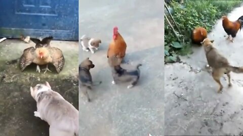 Funny Dogs Fight vs Rooster