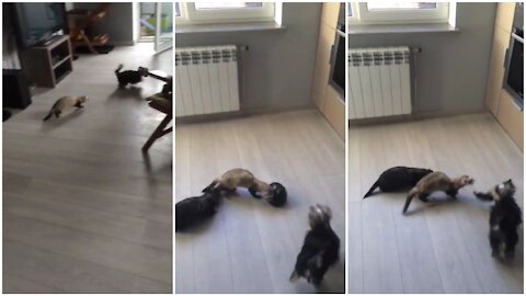 Ferret and Yorkie best friends play a game of tag