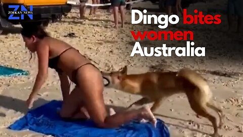 Dingo Bites Tourist Woman On Her Behind, Fraser Island Beach.