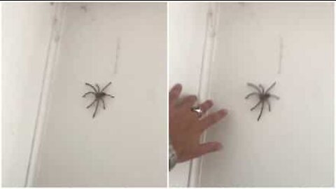 Homem tenta brincar com aranha e leva susto