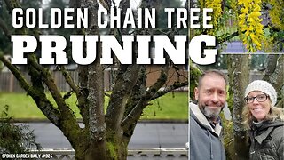 ✂ Golden Chain Tree Pruning | Golden Chain Tree - SGD 324 ✂