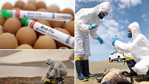New Pandemic Just Dropped. Bird Flu Will Be '100 Times Worse' Than Covid, Alarmist Scientists Say