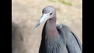 My Little Blue Heron Friend #NatureInYourFace