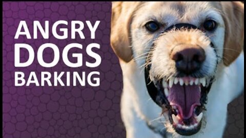 ANGRY DOGS BARKING sound effect HD