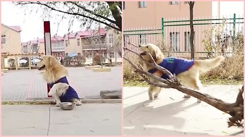 Smart dog in this video. The dog is having a lot of fun in this video