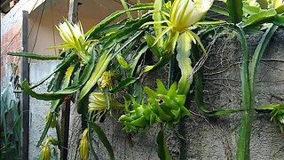 pitaya produzindo sem fazer polinização e com frutas maiores entenda o porque