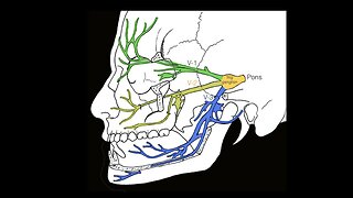 Cranial nerve V