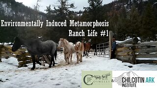Environmentally Induced Metamorphosis l Ranch Life #1 l Chilcotin Ark Institute