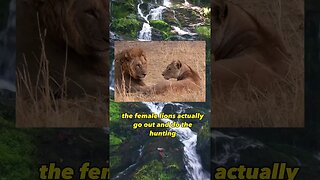 Female Lions do the hunting!