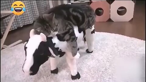 Fanny cat video