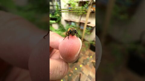 Achei um zangão de abelha Bugia #Shorts