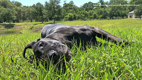 Happy Great Danes Loves Relaxing And Rolling In The Grass