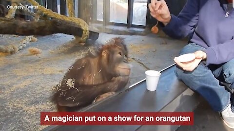 Magician with orangutan