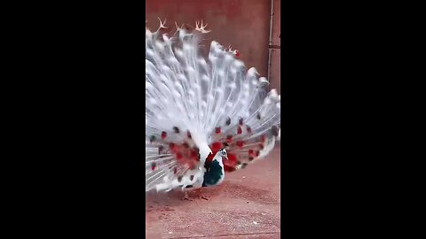 beautiful peacock