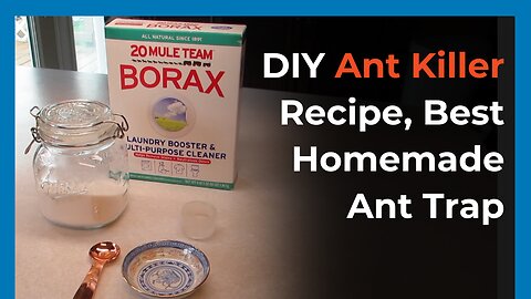 Best Homemade Ant Bait | Borax For Ants