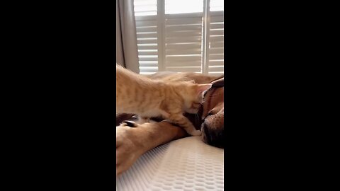 kitty and dog love 😊