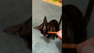 Greedy Tortoiseshell Kitten Destroys the Treat Stick - Tortie