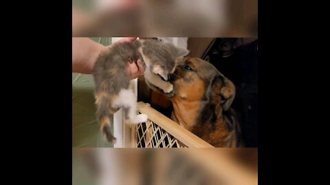 Dog And Her Adopted Kitten Have The Sweetest Goodnights