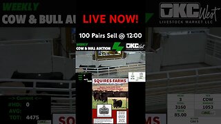 OKC West is Live! #livestock #feedercattle #livestockauction