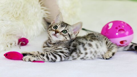 Cute cat playing with balloon