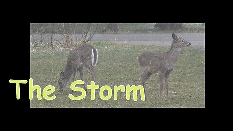 My Bigfoot Story Ep 174 - Storming Bush Cams