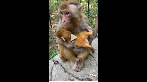 Monkey funny video B