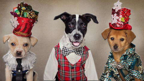 Rescue Dogs Get A Festive Makeover: CUTE AS FLUFF