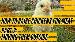 How to Raise Chickens for Meat - Part 2: Moving them outside