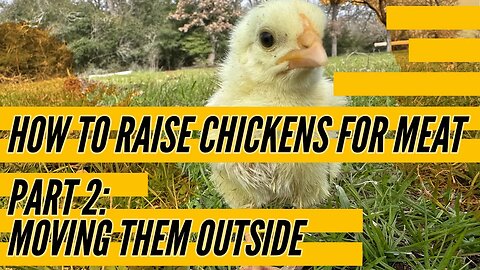 How to Raise Chickens for Meat - Part 2: Moving them outside