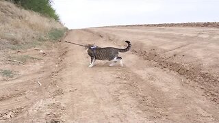 Explorer Cat Walks on a Field