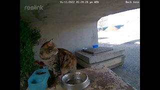 Rustys cat & Baby Magpie 16:11