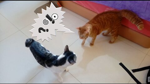 Cat meet each other for the first time