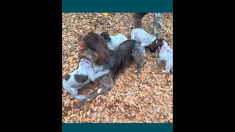 Dog Pile!! German Wirehair Pointer puppies and Sire.
