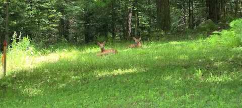 Twin fawns resting waiting for mama