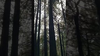 California Coastal Forest