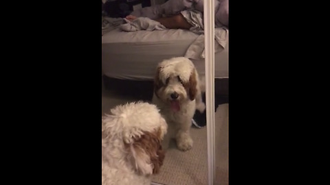 Dog furiously attempts to make contact with mirror reflection