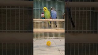 Budgies You're My Angel 💕 #shorts #youtubeshorts #budgies #animallover #funny