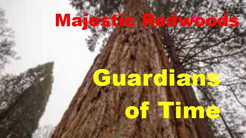 Majestic Redwoods - Guardians of Time