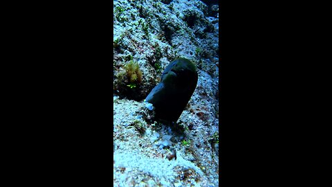 Dive off Turtle Island, Guam