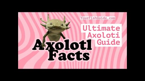 Do Axolotls Play Dead? ~ Axolotl Facts: Ultimate Axoloti Guide ~ | YourFishGuide.com