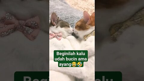 yang jomblo atur posisi😂 #shorts #catloversindonesia