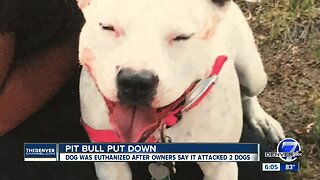Arvada judge orders pit bull to be euthanized after it attacked a couple's dog
