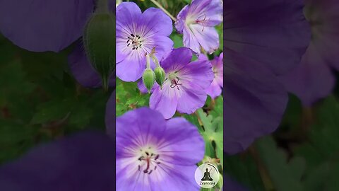 Relaxing Bee Pollinating Woodland Crane's Bill Flowers (Geranium sylvaticum) with Soft Piano Music