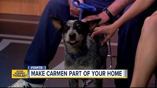 July 30 Rescues in Action: Make Carmen a new member of your family