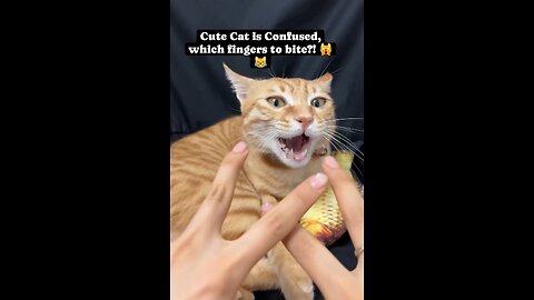 Cute Cat is confused 😹 which fingers to bite?!