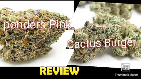 S6 Episode 9 Ponders Pink + Cactus Burger Strain Review