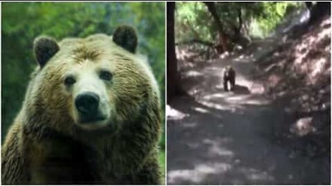 Orso spaventa a morte una famiglia durante una passeggiata