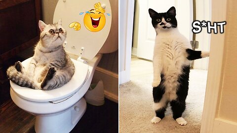 The Funniest Cats Videos 😂 Funny Videos