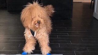 Goldendoodle Dog Needs Special Shoes To Help Him Walk