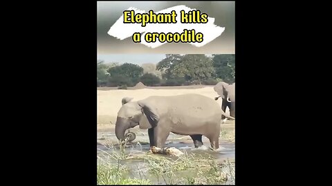 Crocodile tries to attack elephant #shorts